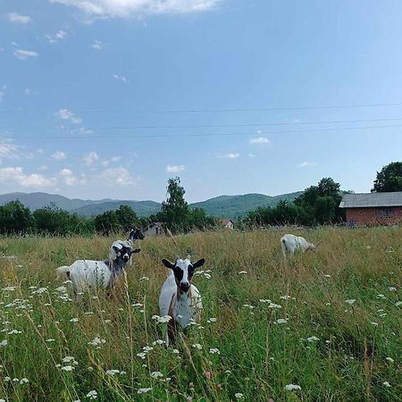 Apartma Mihatovi Pivka Bagian luar foto